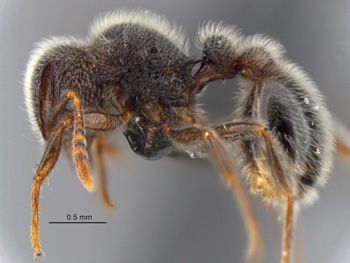 Media type: image;   Entomology 512587